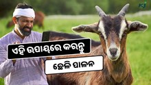 Goat Rearing: ଏହି ଉପାୟରେ କରନ୍ତୁ ଛେଳି ପାଳନ, ହେଉଛି ଲକ୍ଷାଧିକ ଲାଭ  Goat Rearing: ଏହି ଉପାୟରେ କରନ୍ତୁ ଛେଳି ପାଳନ, ହେଉଛି ଲକ୍ଷାଧିକ ଲାଭ