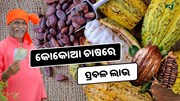 Cocoa Cultivation: ଏହି ଗଛରୁ ତିଆରି ହେଉଛି ଚକୋଲେଟ, ମିଳୁଛି ପ୍ରବଳ ଲାଭ  Cocoa Cultivation: ଏହି ଗଛରୁ ତିଆରି ହେଉଛି ଚକୋଲେଟ, ମିଳୁଛି ପ୍ରବଳ ଲାଭ