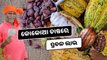 Cocoa Cultivation: ଏହି ଗଛରୁ ତିଆରି ହେଉଛି ଚକୋଲେଟ, ମିଳୁଛି ପ୍ରବଳ ଲାଭ  Cocoa Cultivation: ଏହି ଗଛରୁ ତିଆରି ହେଉଛି ଚକୋଲେଟ, ମିଳୁଛି ପ୍ରବଳ ଲାଭ