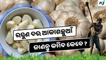 Garlic: କନ୍ଦାଉଛି ରସୁଣ ଦର, ଜାଣନ୍ତୁ କେବେ କମିବ ? Garlic: କନ୍ଦାଉଛି ରସୁଣ ଦର, ଜାଣନ୍ତୁ କେବେ କମିବ ?