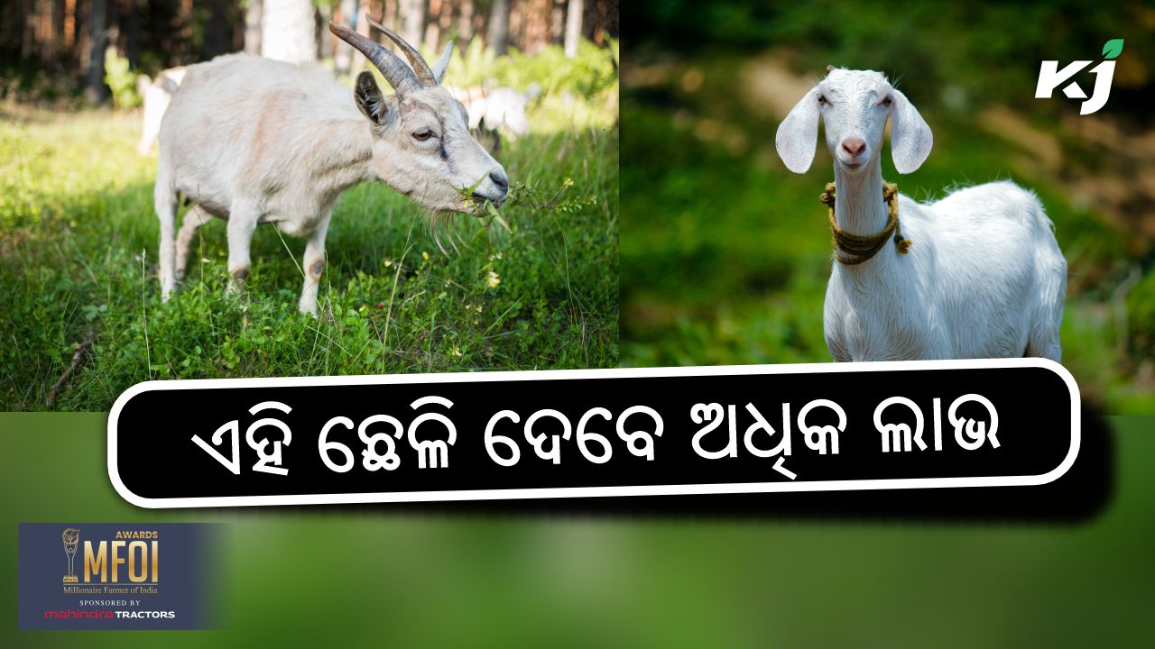 two special goats for profitable farming  , image source - pexels.com