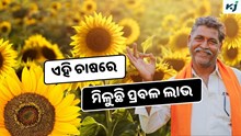Sunflower Farming: ସୂର୍ଯ୍ୟମୁଖୀ ଚାଷରେ ମିଳୁଛି ପ୍ରବଳ ଲାଭ, ଜାଣନ୍ତୁ ନୂଆ ଉପାୟ  Sunflower Farming: ସୂର୍ଯ୍ୟମୁଖୀ ଚାଷରେ ମିଳୁଛି ପ୍ରବଳ ଲାଭ, ଜାଣନ୍ତୁ ନୂଆ ଉପାୟ
