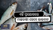 Profitable Fish Farming: ଏହି ପ୍ରୟୋଗ ମାଛ ଚାଷୀଙ୍କ ଲାଭ ବୃଦ୍ଧି କରିବ