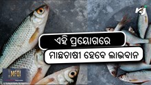 Profitable Fish Farming: ଏହି ପ୍ରୟୋଗ ମାଛ ଚାଷୀଙ୍କ ଲାଭ ବୃଦ୍ଧି କରିବ