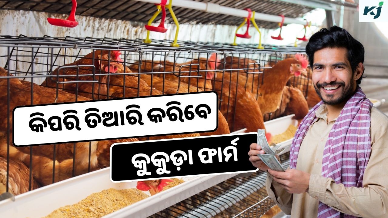 Poultry Farm: Know a Comprehensive Guide on How to Establish pic credit @pexel,@canva