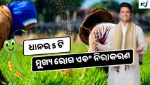 Rice Disease: ଧାନ ଫସଲର 5 ଟି ମୁଖ୍ୟ ରୋଗ ଏବଂ ଏହାର ନିରାକରଣ  Rice Disease: ଧାନ ଫସଲର 5 ଟି ମୁଖ୍ୟ ରୋଗ ଏବଂ ଏହାର ନିରାକରଣ