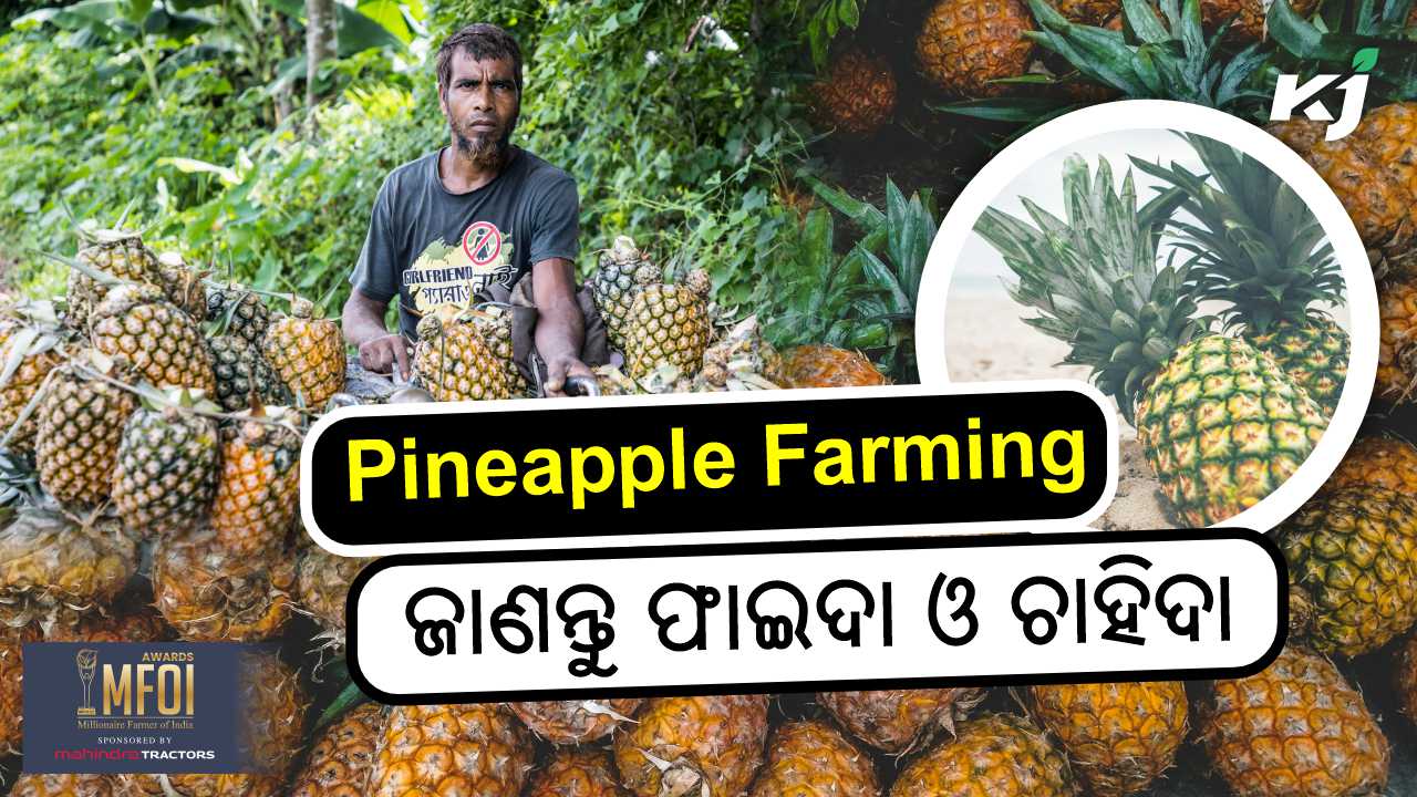 profitable farming and business of pineapple , image source - pexels.com