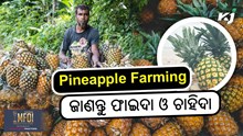 Pineapple Farming: ସପୁରୀ ଚାଷର ଫାଇଦା ଓ ଚାହିଦା  Pineapple Farming: ସପୁରୀ ଚାଷର ଫାଇଦା ଓ ଚାହିଦା