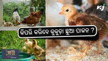 Poultry Farming: କିପରି କରିବେ କୁକୁଡ଼ା ଛୁଆ ପାଳନ ?