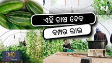 Pointed Gourd Farming: ପୋଟଳ ଚାଷ ଦେବ ବମ୍ପର ଲାଭ  Pointed Gourd Farming: ପୋଟଳ ଚାଷ ଦେବ ବମ୍ପର ଲାଭ
