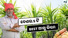 Top 5 Sugarcane: ଏହି 5 ଟି ଆଖୁ ଚାଷରେ ପ୍ରବଳ ଲାଭ  Top 5 Sugarcane: ଏହି 5 ଟି ଆଖୁ ଚାଷରେ ପ୍ରବଳ ଲାଭ