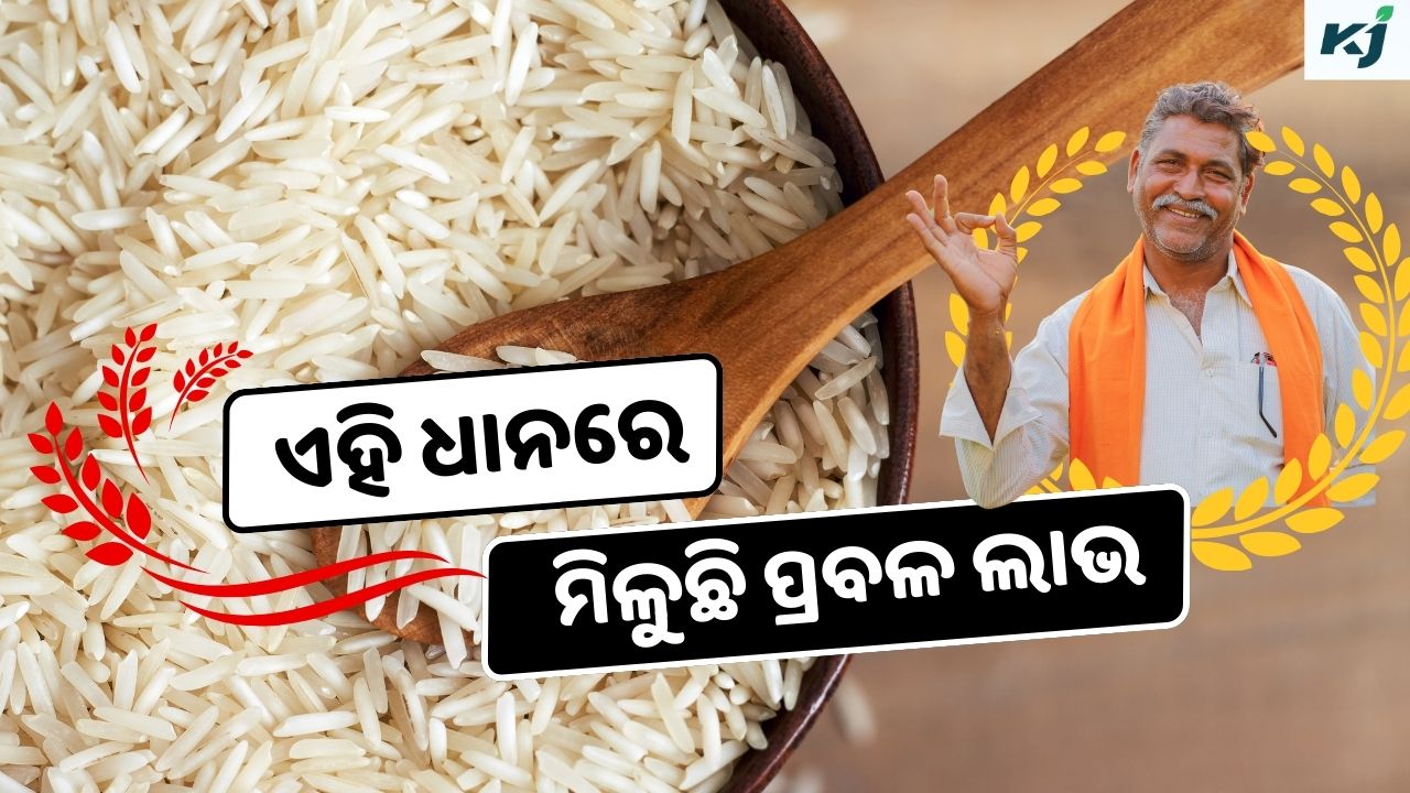 Top Rice Variety Cultivated in Odisha pic credit @pexel,@canva