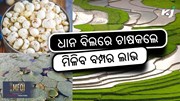 Makhana farming: ଧାନ ବିଲରେ କରନ୍ତୁ ମଖାନା ଚାଷ  Makhana farming: ଧାନ ବିଲରେ କରନ୍ତୁ ମଖାନା ଚାଷ