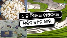 Makhana farming: ଧାନ ବିଲରେ କରନ୍ତୁ ମଖାନା ଚାଷ  Makhana farming: ଧାନ ବିଲରେ କରନ୍ତୁ ମଖାନା ଚାଷ