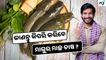 Catfish Farming: ମାଗୁର ମାଛ ଚାଷରେ ପ୍ରବଳ ଲାଭ, ଜାଣନ୍ତୁ କରିବେ କିପରି ? Catfish Farming: ମାଗୁର ମାଛ ଚାଷରେ ପ୍ରବଳ ଲାଭ, ଜାଣନ୍ତୁ କରିବେ କିପରି ?