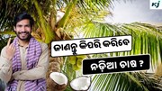 Coconut: ନଡ଼ିଆ ଚାଷରେ ପ୍ରବଳ ଲାଭ  Coconut: ନଡ଼ିଆ ଚାଷରେ ପ୍ରବଳ ଲାଭ