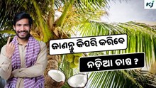 Coconut: ନଡ଼ିଆ ଚାଷରେ ପ୍ରବଳ ଲାଭ  Coconut: ନଡ଼ିଆ ଚାଷରେ ପ୍ରବଳ ଲାଭ