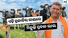 Best Cow: ରଖନ୍ତୁ ଏହି ଗାଈ, ଦେଉଛି ସବୁଠାରୁ ଅଧିକ କ୍ଷୀର  Best Cow: ରଖନ୍ତୁ ଏହି ଗାଈ, ଦେଉଛି ସବୁଠାରୁ ଅଧିକ କ୍ଷୀର