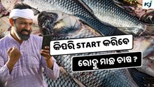 Rohu Farming: ଜାଣନ୍ତୁ କିପରି କରିବେ ରୋହୁ ମାଛ ଚାଷ ?   Rohu Farming: ଜାଣନ୍ତୁ କିପରି କରିବେ ରୋହୁ ମାଛ ଚାଷ ?