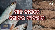 Profitable fish farming: ଲାଭଦାୟକ ମାଛ ଚାଷ 