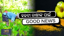 Turmeric farmer: ହଳଦୀ ଚାଷୀଙ୍କୁ କେନ୍ଦ୍ର ସରକାରଙ୍କ ବଡ଼ ଉପହାର  Turmeric farmer: ହଳଦୀ ଚାଷୀଙ୍କୁ କେନ୍ଦ୍ର ସରକାରଙ୍କ ବଡ଼ ଉପହାର