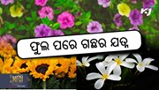 Flower farming: ଫୁଲ ତୋଳିବା ପରେ ଗଛର ଯତ୍ନ!