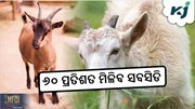 Goat farming: ଛେଳି ଚାଷୀଙ୍କୁ ୬୦ ପ୍ରତିଶତ ସବସିଡି