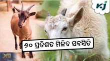 Goat farming: ଛେଳି ଚାଷୀଙ୍କୁ ୬୦ ପ୍ରତିଶତ ସବସିଡି