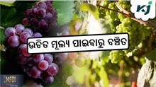 Grapes Farming: ପିଆଜ ପରେ ଏହି ଫଳର କମିଲା ଦର Grapes Farming: ପିଆଜ ପରେ ଏହି ଫଳର କମିଲା ଦର