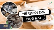 Profitable mushroom: ଏହି ପ୍ରଣାଳୀରେ କରନ୍ତୁ ଛତୁଚାଷ, ମିଳିବ ଅଧିକ ଲାଭ 