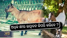 Profitable goat farming: ଅଧିକ କ୍ଷୀର ଓ ମାଂସ ଉତ୍ପାଦନ କିପରି କରିବେ ?