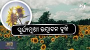 Flower farming: କିପରି କରିବେ ଅଧିକ ଉତ୍ପାଦନ ?