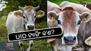 UID Tagging: ଏହି ହଳଦିଆ ରଙ୍ଗର ମହତ୍ତ୍ୱ କ’ଣ ?