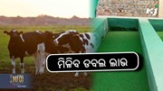 ଏହାକୁ ଖାଇଲେ ପଶୁଙ୍କ କ୍ଷୀର ଉତ୍ପାଦନ ବଢ଼ିବ..... ଏହାକୁ ଖାଇଲେ ପଶୁଙ୍କ କ୍ଷୀର ଉତ୍ପାଦନ ବଢ଼ିବ.....