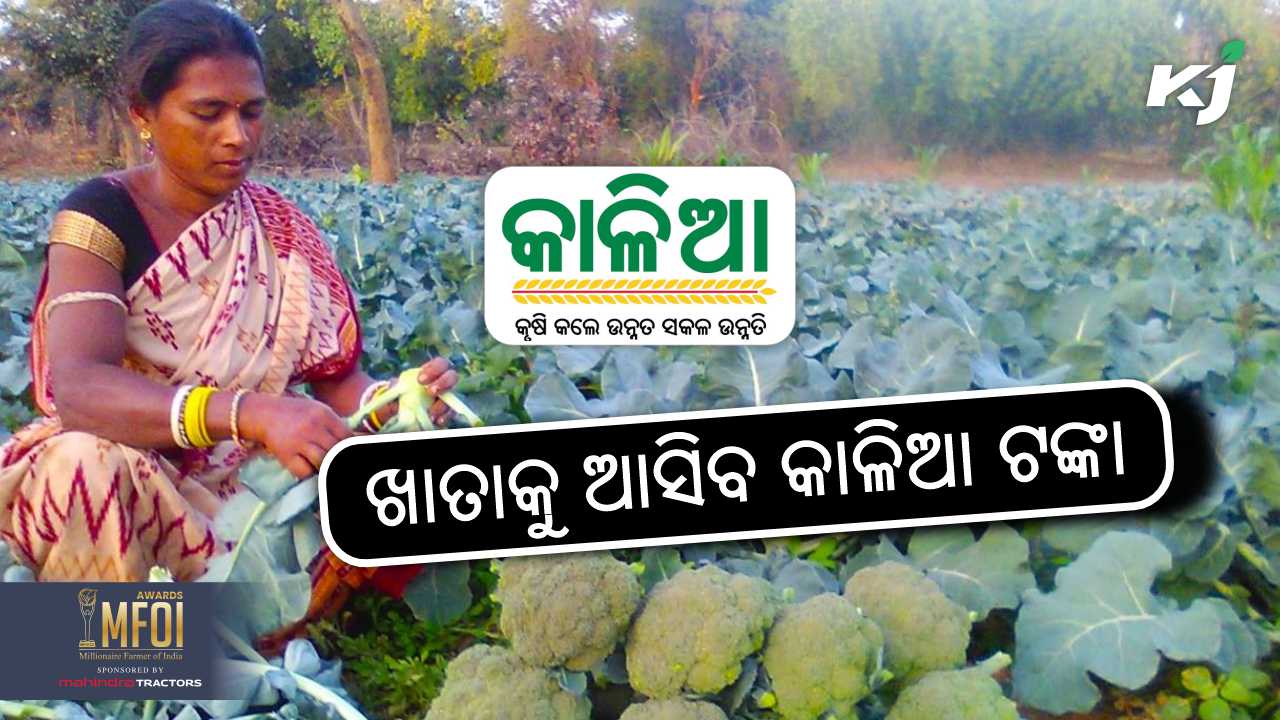 Kalia scheme installment may credit to farmers account