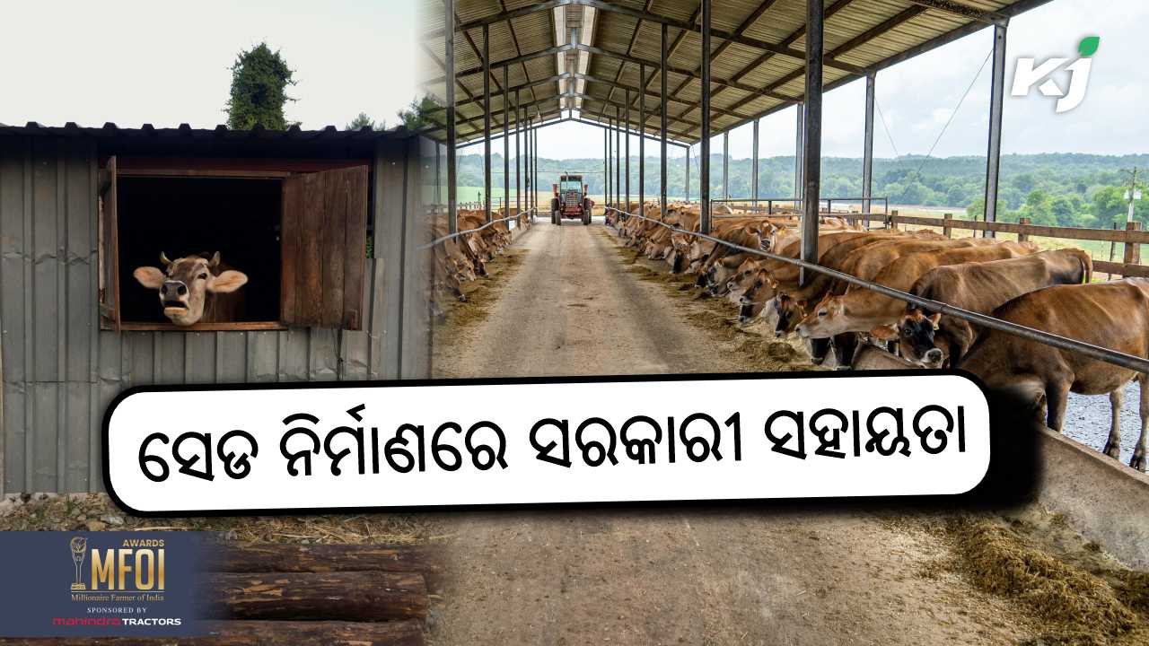 Government will give rs 70 lakh to build shed for goshala, image source - pixeles