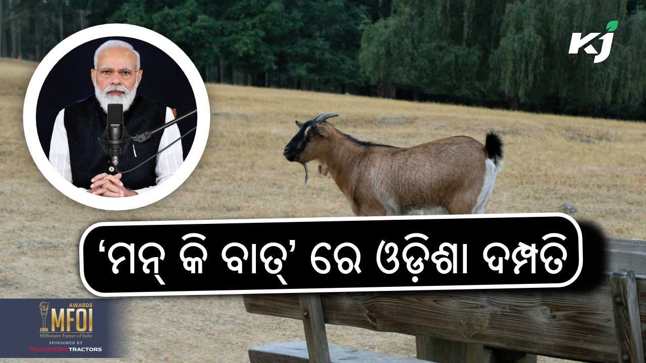 Odisha couples goat bank initiative, images source - pixeles