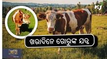 Animal care tips: ଖରାଦିନେ କିପରି ନେବେ ପଶୁଙ୍କ ଯତ୍ନ 