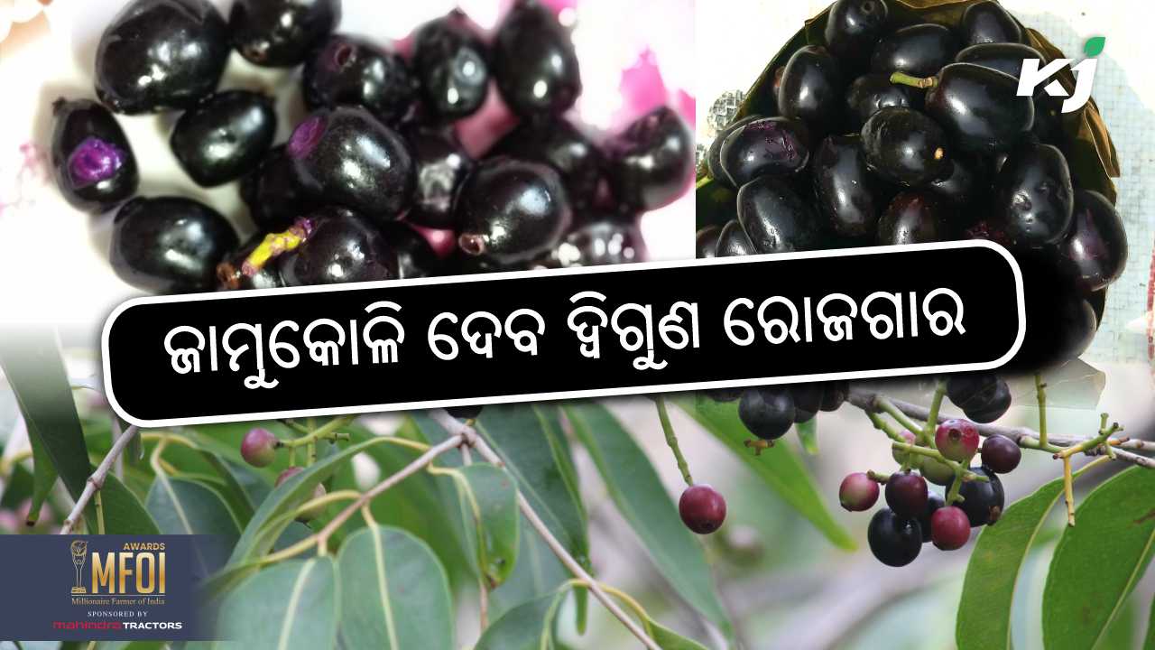 jamun seed powder is good source of income for farmers