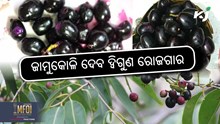 Jamun seed powder: ଏହା ଚାଷୀଙ୍କୁ ଦେବ ଦ୍ଵିଗୁଣ ଆୟ  Jamun seed powder: ଏହା ଚାଷୀଙ୍କୁ ଦେବ ଦ୍ଵିଗୁଣ ଆୟ