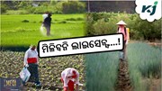 Selling Pesticides rule: କ'ଣ ରହିଛି ସର୍ତ୍ତ ? ନଚେତ ମିଳିବନି ଲାଇସେନ୍ସ....!