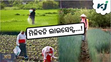 Selling Pesticides rule: କ'ଣ ରହିଛି ସର୍ତ୍ତ ? ନଚେତ ମିଳିବନି ଲାଇସେନ୍ସ....! Selling Pesticides rule: କ'ଣ ରହିଛି ସର୍ତ୍ତ ? ନଚେତ ମିଳିବନି ଲାଇସେନ୍ସ....!