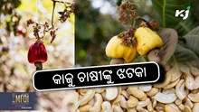 Cashew cultivation: ଏଥର କମିବ କାଜୁ ଉତ୍ପାଦନ  Cashew cultivation: ଏଥର କମିବ କାଜୁ ଉତ୍ପାଦନ