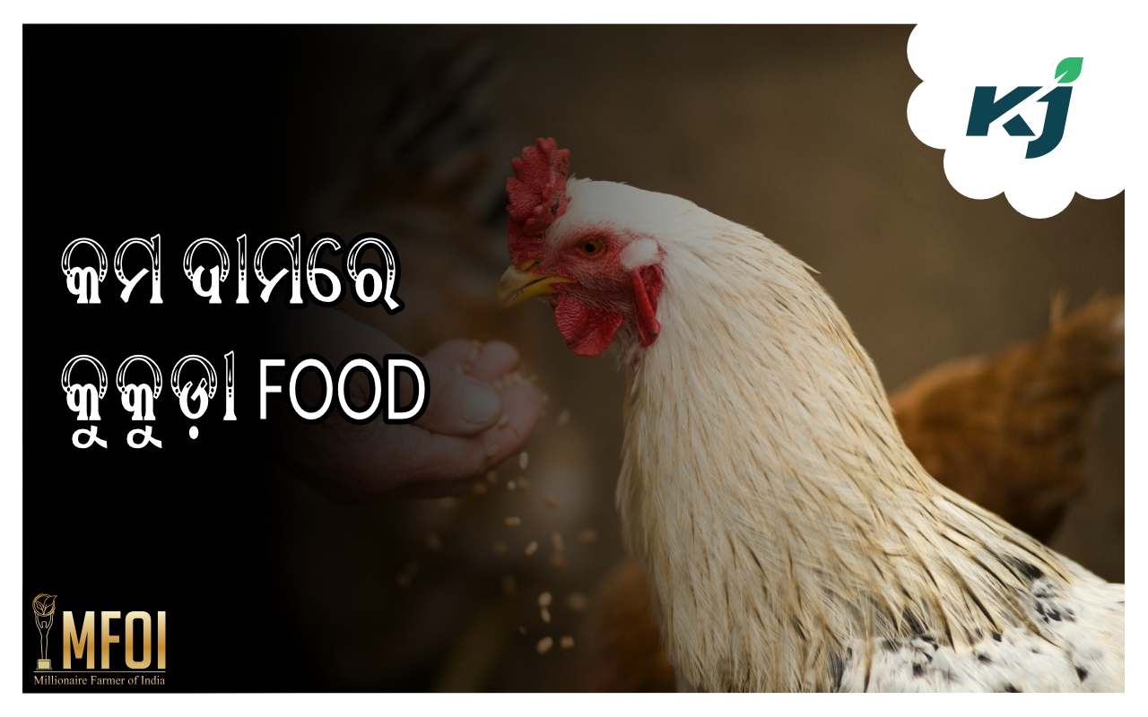 know how to prepare chicken feed at home, image source - pixeles