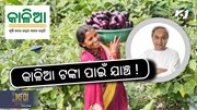 KALIA YOJANA: ମାନିବାକୁ ପଡ଼ିବ ଏହି ସର୍ତ୍ତ , ନଚେତ ହେବେ ବଞ୍ଚିତ