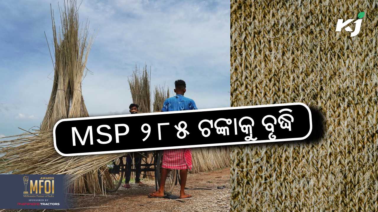 Cabinet approves Minimum Support Price  for Raw Jute, image source - pixeles