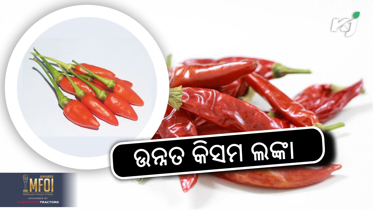 iihr bangalore develops hybrid chilli varieties, image source - pixeles