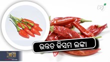 Hybrid Chilli Varieties: ୩ କିସମର ହାଇବ୍ରିଡ ଲଙ୍କା  Hybrid Chilli Varieties: ୩ କିସମର ହାଇବ୍ରିଡ ଲଙ୍କା