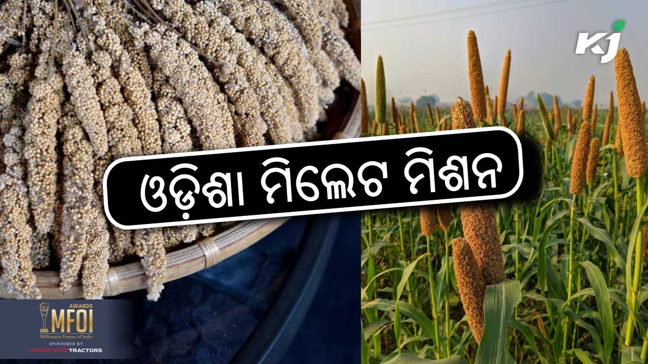 millets mission of odisha, image source - pixeles