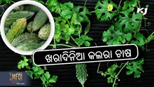 Bitter Gourd: ଖରାଦିନିଆ କଲରା ଚାଷ , ଲାଭ ଅଧିକ  Bitter Gourd: ଖରାଦିନିଆ କଲରା ଚାଷ , ଲାଭ ଅଧିକ